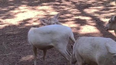 Nadir bulunan bir grup beyaz dişi geyik güneşli, gölgeli bir açık havada etkileşime girer ve otlanır. Eşsiz soluk paltolarını ve nazik sosyal davranışlarını sakin bir ortamda sergilerler.