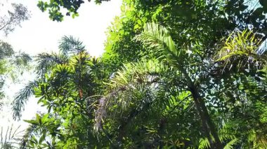 Parlak güneşli gökyüzüne karşı çeşitli palmiye ağaçları ve yoğun yeşil yapraklı canlı tropikal orman tepe örtüsünün alçak açılı çekimi barışçıl ve bereketli doğal atmosfer yaratır.