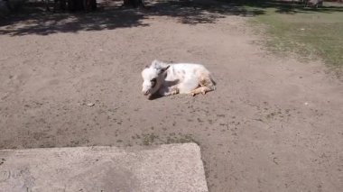 Küçük beyaz bir minyatür eşek açık bir otlağın kumlu zemininde sessizce yatar. Sahne, bu genç çiftlik hayvanı için güneşli ve kırsal bir çevrede huzurlu bir anı yakalıyor.