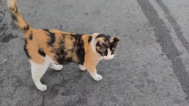 4K video görüntüleri. Turuncu siyah beyaz yamalı canlı bir yavru kedi asfalt üzerinde yürür. Renkli bir tasma takıyor.