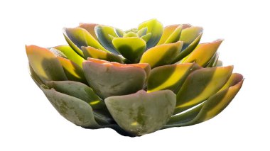 Göz kamaştırıcı yeşil ve altın gradyanı temiz beyaz arka planda mükemmel bir şekilde izole edilmiş parlak, sulu, katmanlı, güneşli yaprakların yan profili.