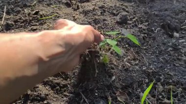 Yakından çekilmiş bir video görüntüsü, verimli topraklarda toprağın yavaşça yeşil tohuma dağıldığını gösteriyor. Ağır çekimde yakalanan bu video büyüyen bahçıvanlık temaları vurguluyor