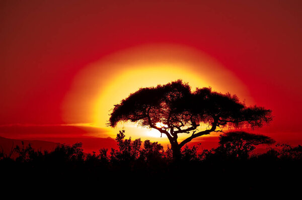 Sunset on a safari in Africa Kenya with trees in the foreground