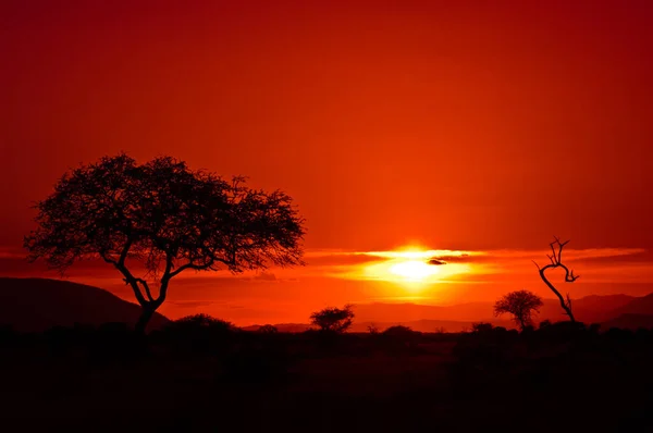 Afrikanisches Abenteuer bei Sonnenuntergang in Kenia — Stockfoto