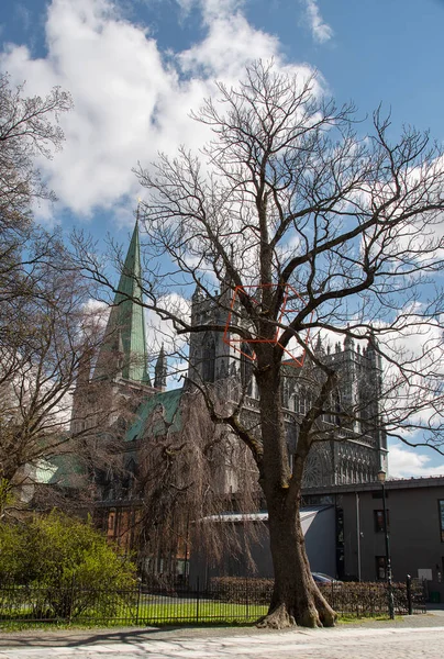 Nidarosdomen, Norway' national shrine, in Trondheim, Norway. In the foreground naked branches from a tree with a piece of an orange art construction. Vertical photo.