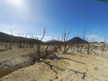 Photos of dead forest scenery due to abundant sulfur content