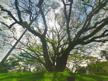 Photo of a big tree in the middle of Bandung city hall