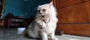 Beyaz kedi, tüylü ve beyaz, kapının önünde esniyor.