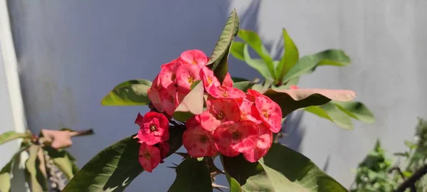 Foto Flores Vermelhas Hastes Cheias Espinhos — Fotografia de Stock