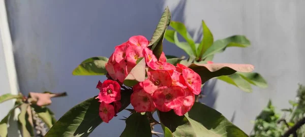 Foto Flores Rojas Tallos Llenos Espinas — Foto de Stock