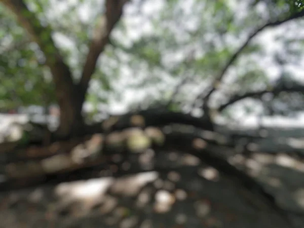 Abstracto Desenfocado Fondo Borroso Árbol Muerto Playa — Foto de Stock