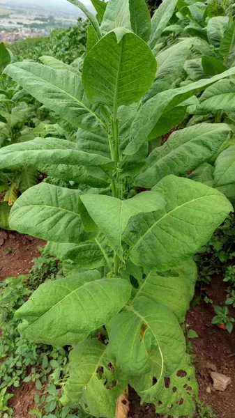 Foto Plantas Tabaco Crescendo Longo Encosta Cicalengka — Fotografia de Stock