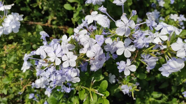 Foto Flores Color Púrpura Brillante Que Decoran Jardín Plaza Cicalengka — Foto de Stock