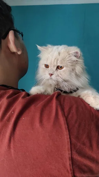Beyaz Kedi Sahibinin Kollarında — Stok fotoğraf