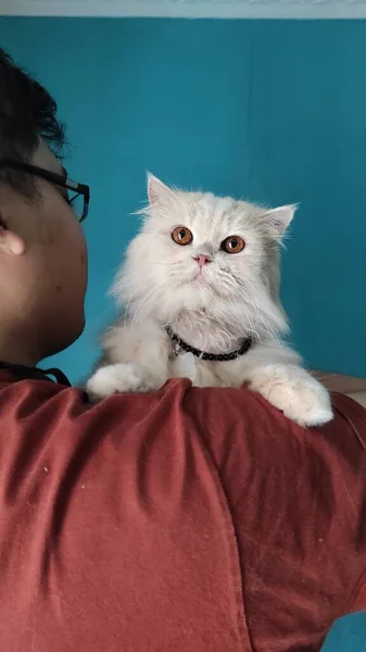 Kucing Putih Ada Tangan Pemilik — Stok Foto