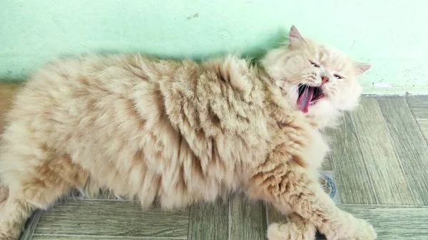 Foto Gato Fofo Branco Deitado Chão Bocejando Amplamente — Fotografia de Stock