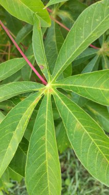 Teyzemin bahçesindeki geniş ve yoğun manyok yapraklarının fotoğrafı.