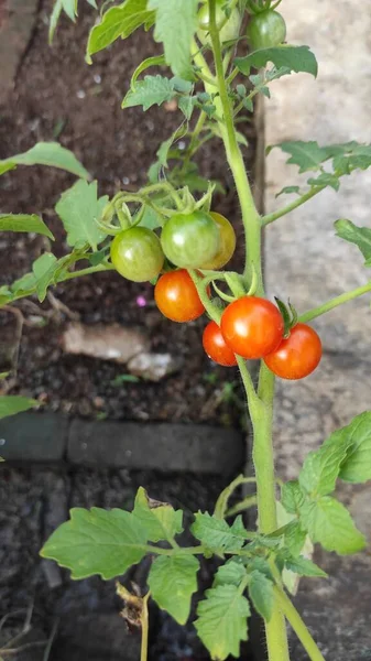 수확할 준비가 그녀의 정원에 이모에 토마토 — 스톡 사진