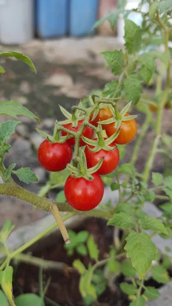 我阿姨在她的花园里种植的樱桃西红柿的照片 很快就要收获了 — 图库照片