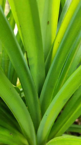 Foto Hojas Anchas Densas Pandan Verde Jardín — Foto de Stock