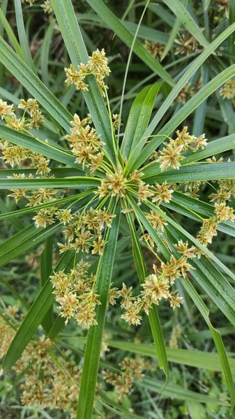 Photos Plantes Ornementales Uniques Dans Cour Tante — Photo