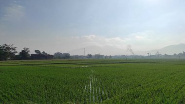 Cikancung bölgesindeki yeşil pirinç tarlalarının fotoğrafı.