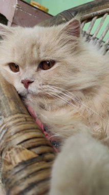 Çok tatlı ve komik beyaz tüylü bir kedinin yüz ifadesi.