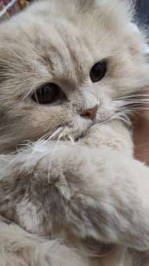 Çok tatlı ve komik beyaz tüylü bir kedinin yüz ifadesi.