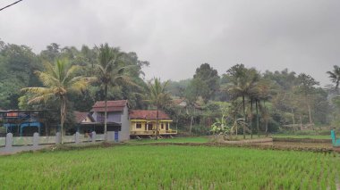 Cikancung, Batı Java, Endonezya - 11 Haziran 2021: Yeşil pirinç tarlalarının arkasında ikamet edenlerin fotoğrafları