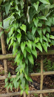 Bambu bir çitte büyüyen kalp şeklinde bir yaprağın fotoğrafı.