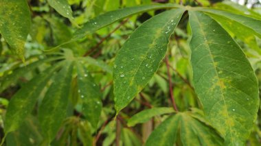 Yüzeye su damlalarının ve kasava bitkisinin saplarının fotoğrafı.