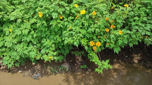 Photo Bunch Wild Sunflowers Growing Side Water Channel Cikancung Area — Stock Photo, Image