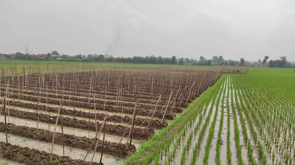 Foto Einer Gemüseplantage Neben Einem Reisfeld Das Morgen Aufgenommen Wurde — Stockfoto