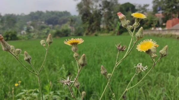 Cikancung Bölgesindeki Pirinç Tarlalarının Arka Planına Sahip Sarı Çiçeklerin Fotoğrafı — Stok fotoğraf
