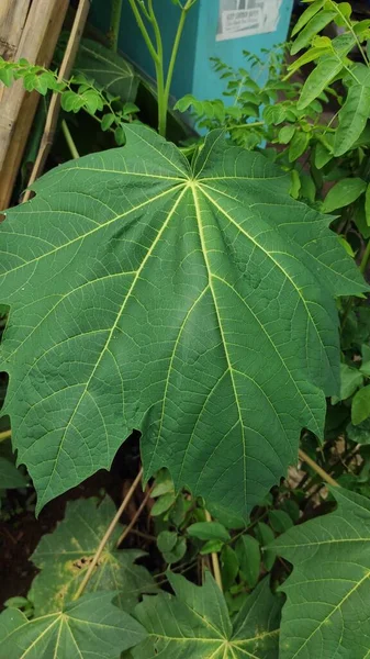 날카로운 장식용 식물에서 나뭇잎 — 스톡 사진