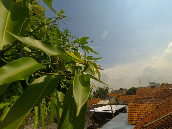 Foto Mango Blad Nära Taket Mitt Hus — Stockfoto