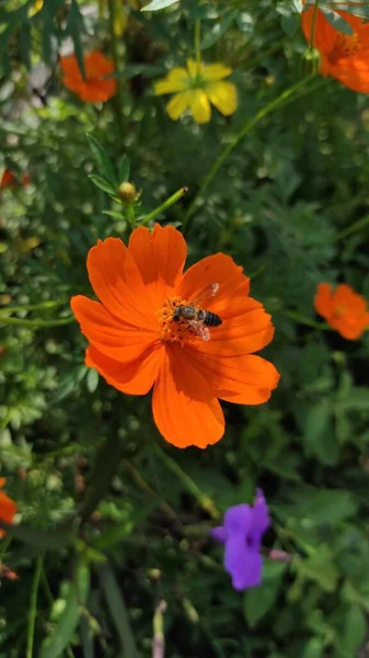 Photo Une Abeille Perchée Sur Une Fleur Orange Dans Région — Photo