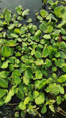 Cikancung bölgesindeki göletin yukarısında bir grup su sümbülü fotoğrafı.