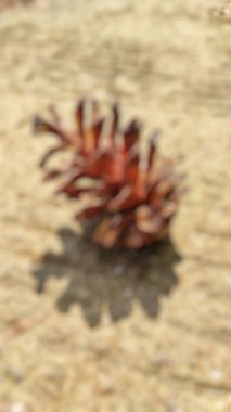 Sokaktaki çam kozalağının bulanık arkaplanı soyut odaklı.