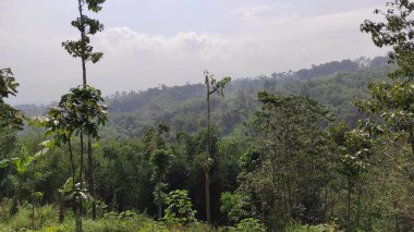 Cikancung bölgesindeki vadinin yakınındaki ağaçların fotoğrafı.