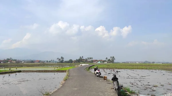 2021年6月3日 印度尼西亚西爪哇 兰开夏市 稻田和池塘环绕的道路照片 — 图库照片