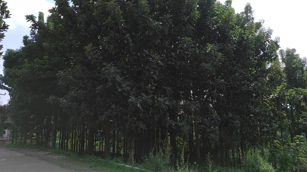 Cikancung 고속도로의 측면에 나무가 — 스톡 사진