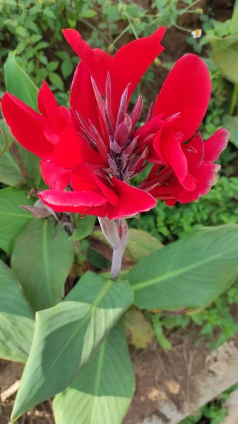 Photo Red Flower Plants Cikancung Area — Stock Photo, Image