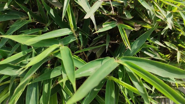 Foto Hojas Bambú Silvestre Área Cikancung — Foto de Stock