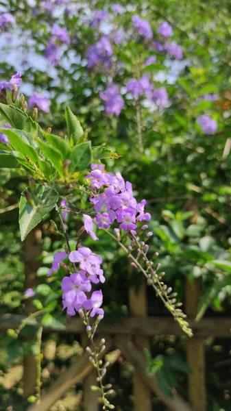 Foto Ramo Pequeñas Flores Púrpura Lado Carretera Área Cikancung — Foto de Stock