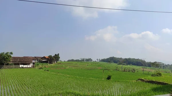 Photo Very Wide Rice Field Cikancung Hills Area — Stock Photo, Image