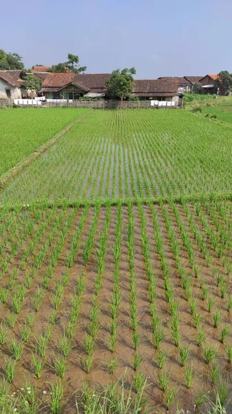 Foto Von Reisfeldern Vor Dem Haus Der Region Cikancung — Stockfoto
