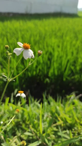 Foto Einer Kleinen Weißen Blume Vor Einem Reisfeld — Stockfoto