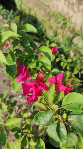 Foto Fiori Rosa Con Petali Sottili Sul Ciglio Della Strada — Foto Stock