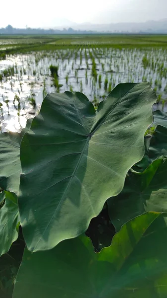 田んぼの前に巨大なサトイモの葉の写真 — ストック写真